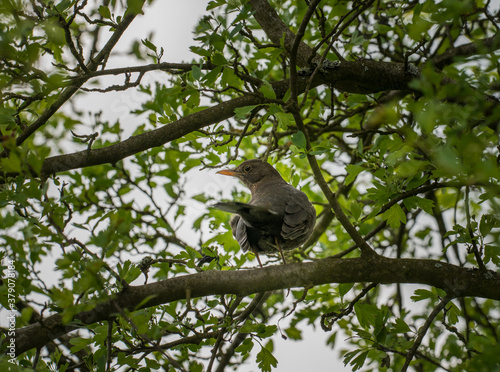 common blackbird (Turdus merula) on twig looking back