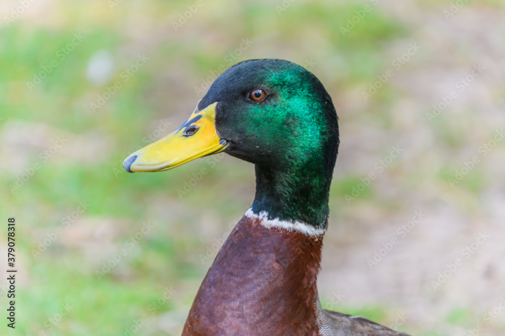 Fototapeta premium Ducks at Copacabana Lagoon
