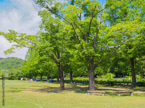 Fototapeta Naklejka Na Ścianę i Meble -  とてもきれいな岐阜の公園の青空と木々・芝生