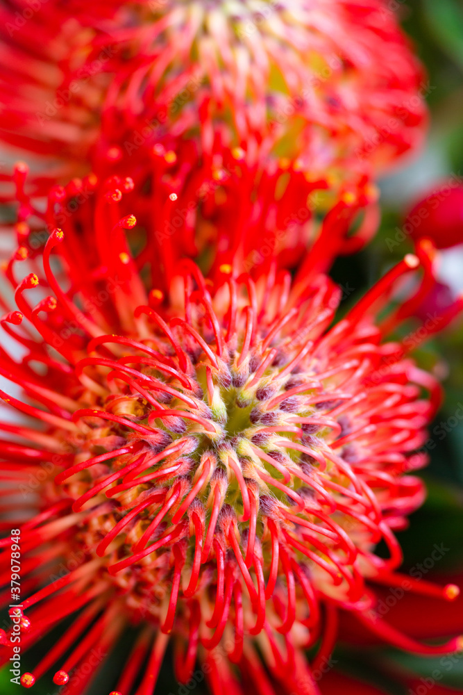 Banksia Coccinea, Australian Wildflower Banksia Coccinea, Australian Wildflower