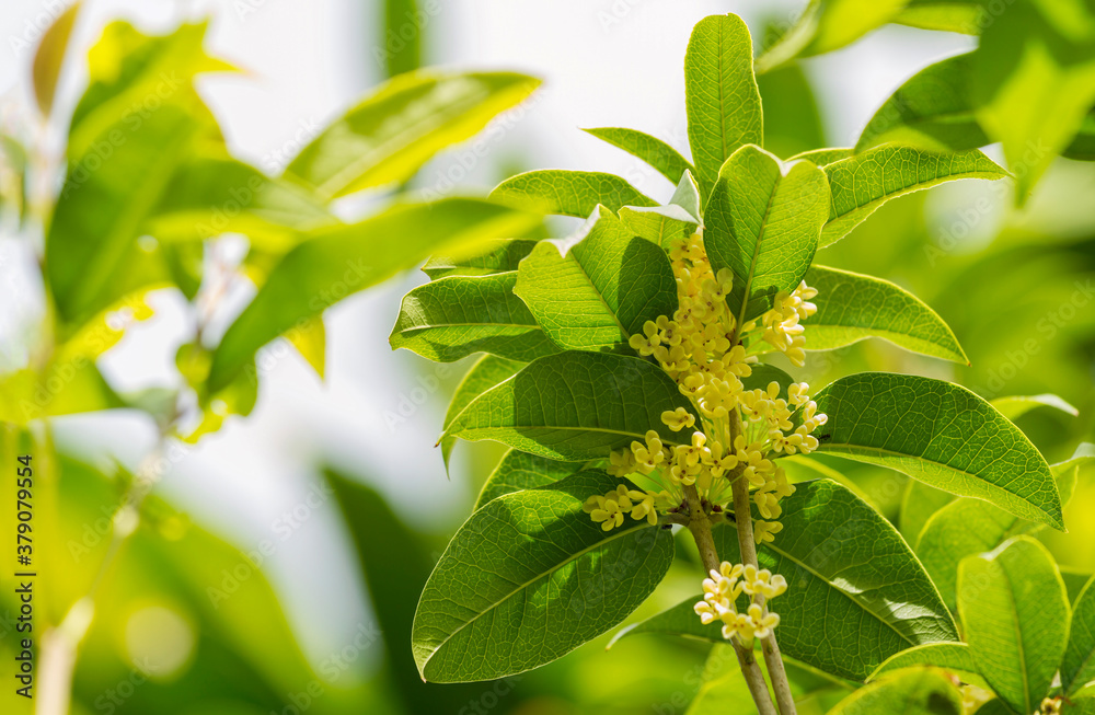 Obraz premium Group of Sweet osmanthus or Sweet olive flowers blossom on its tree
