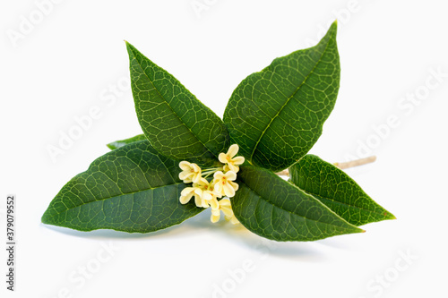 Bouquet of Sweet osmanthus or Sweet olive flowers blossom on white background photo