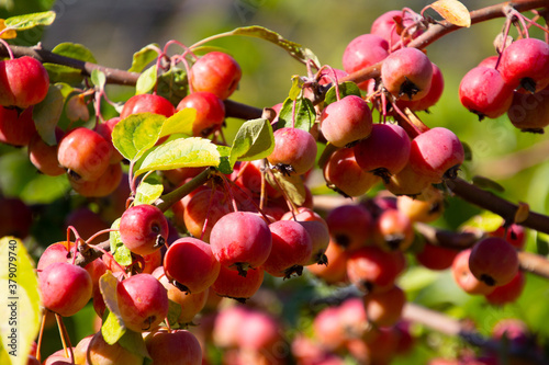 Quadro em tela Fruits of a red sentinel apple tree, a ornamental apple also called ruber custos
