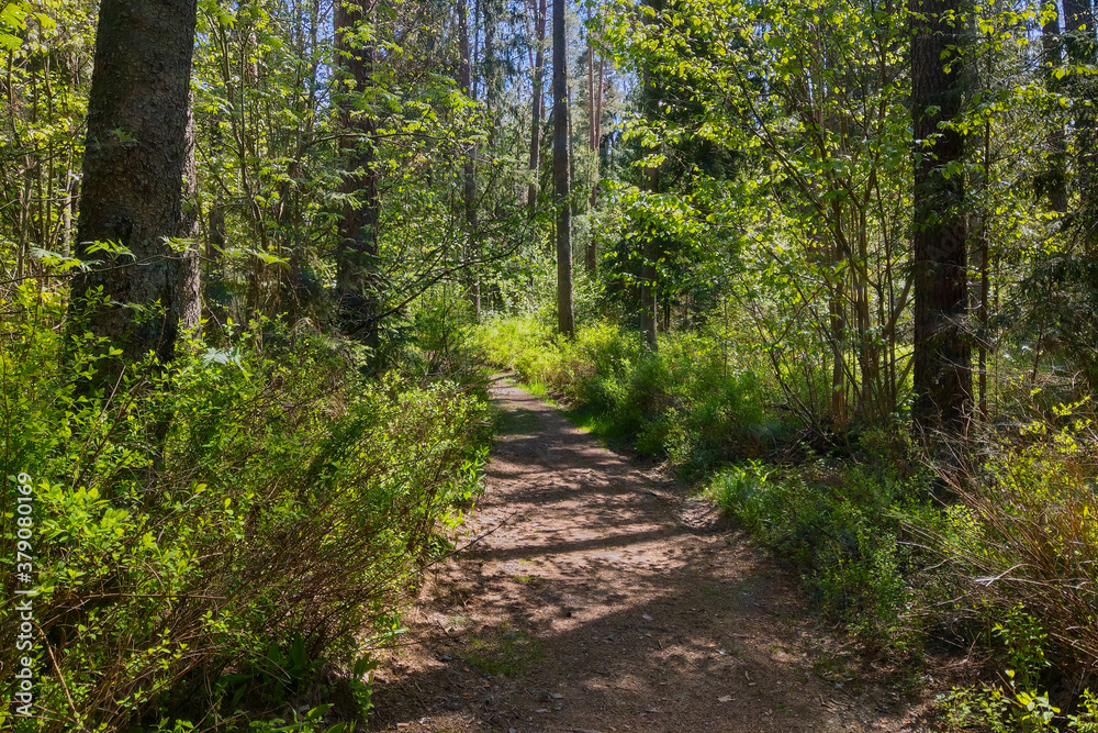Young green forest with a walking path. Young green forest with a walking path.
