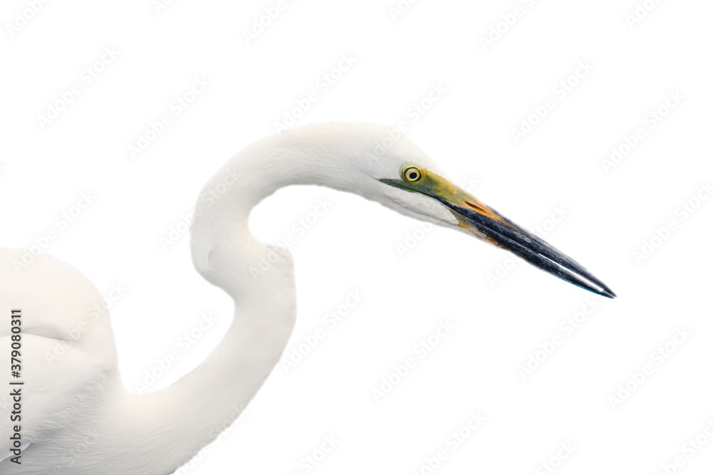 Fototapeta premium The great egret (Ardea alba), also known as the common egret, large egret, portrait with white background