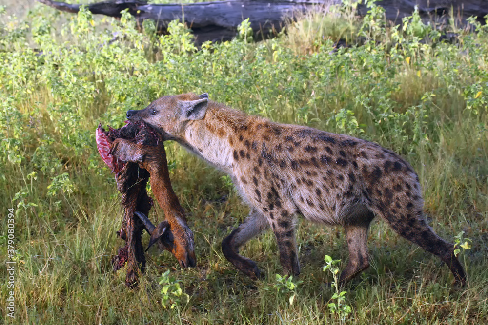 The spotted hyena (Crocuta crocuta), also known as the laughing hyena witk the prey - impalla