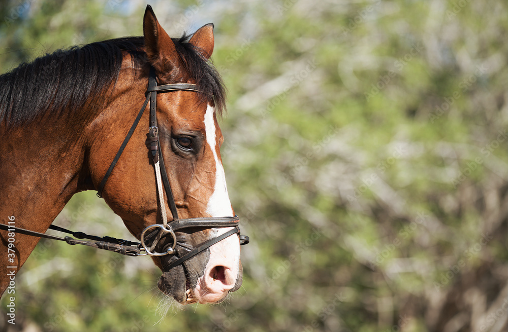 Portrait of a sports brown horse, riding on a horse Portrait of a sports brown horse, riding on a horse