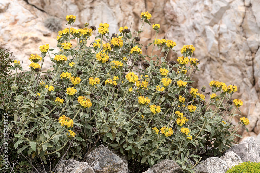 The plant (Phlomis fruticosa) close-up