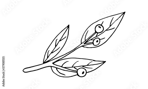Plant branches and leaves. Hand drawn doodle illustration isolated on white background. Vector elements. Natural template for autumn design, print, greeting card, sticker pack