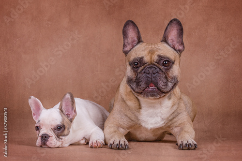 Französische Bulldogge © Steffen Wrensch