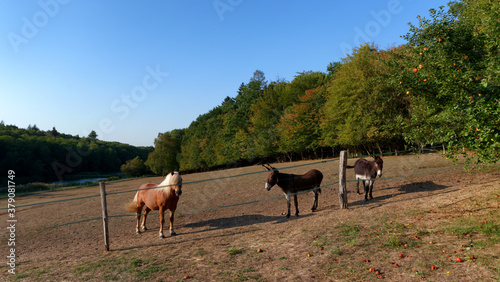 Ecole river , horse and donkeys in the hills of the French Gatinais regional nature park