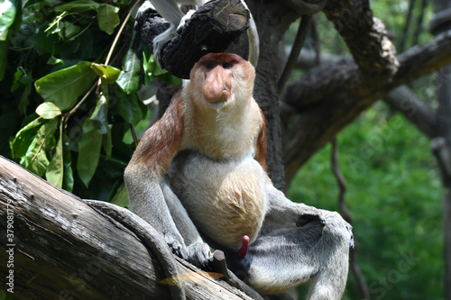 Photography Proboscis monkey at Singapore Zoo