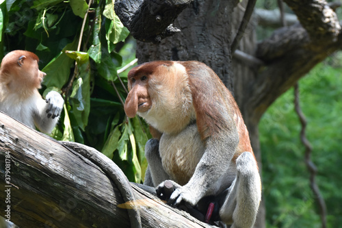 Photography Proboscis monkey at Singapore Zoo