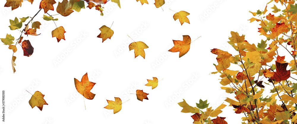 golden and brown autumnal  leaf of a mapple tree in panoramic view on white background