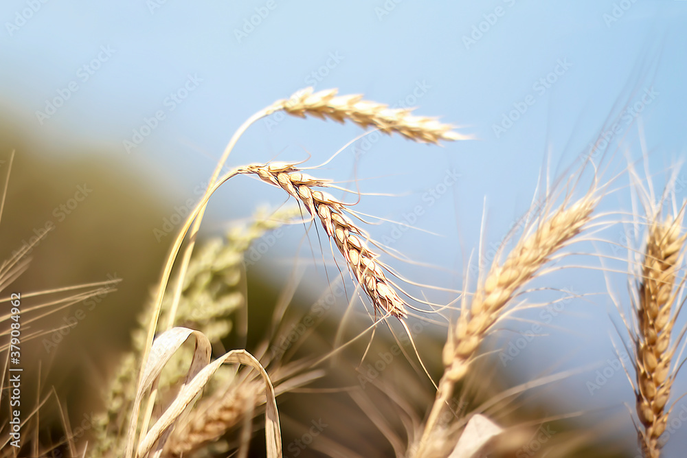 Ripening of rye and wheat ears. Rich harvest Concept. Selective focus. Blur effect Ripening of rye and wheat ears. Rich harvest Concept. Selective focus. Blur effect