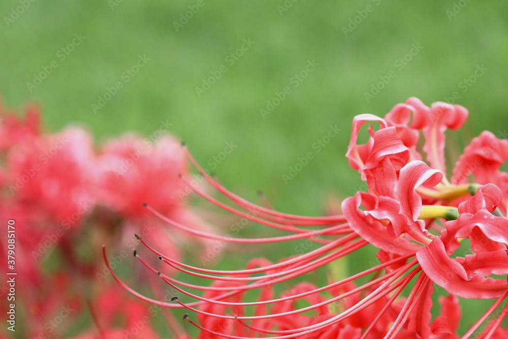 彼岸花