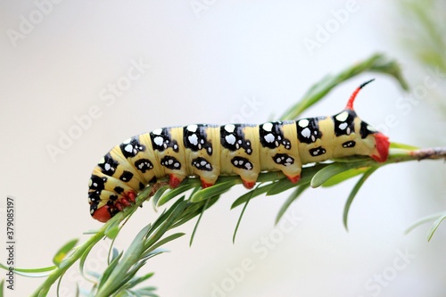Bright caterpillar Hyles euphorbia on a blade of grass
