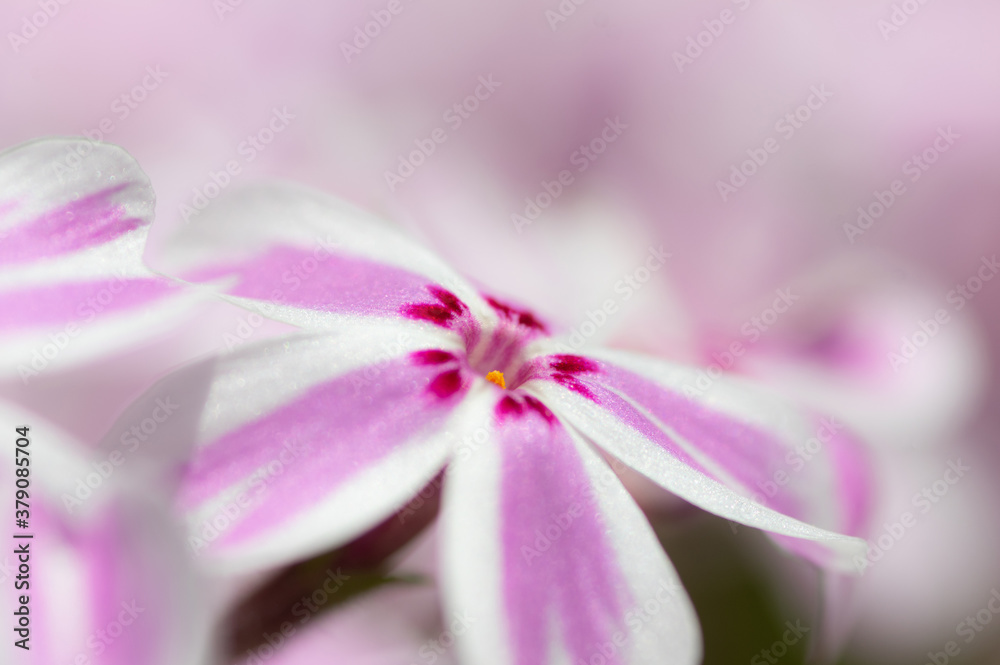 Fototapeta premium 白とピンクの花 芝桜