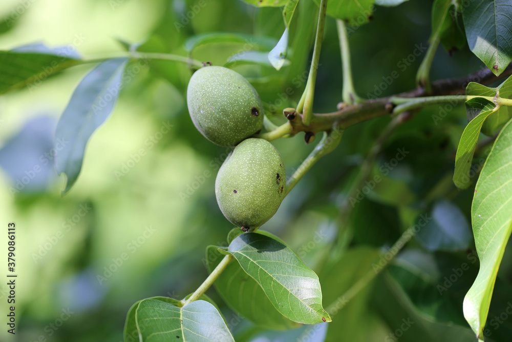 Walnuss am Baum