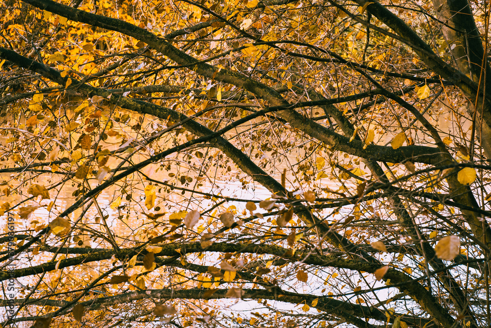 Autumn colors, trees with yellow leaves. Spain Autumn colors, trees with yellow leaves. Spain