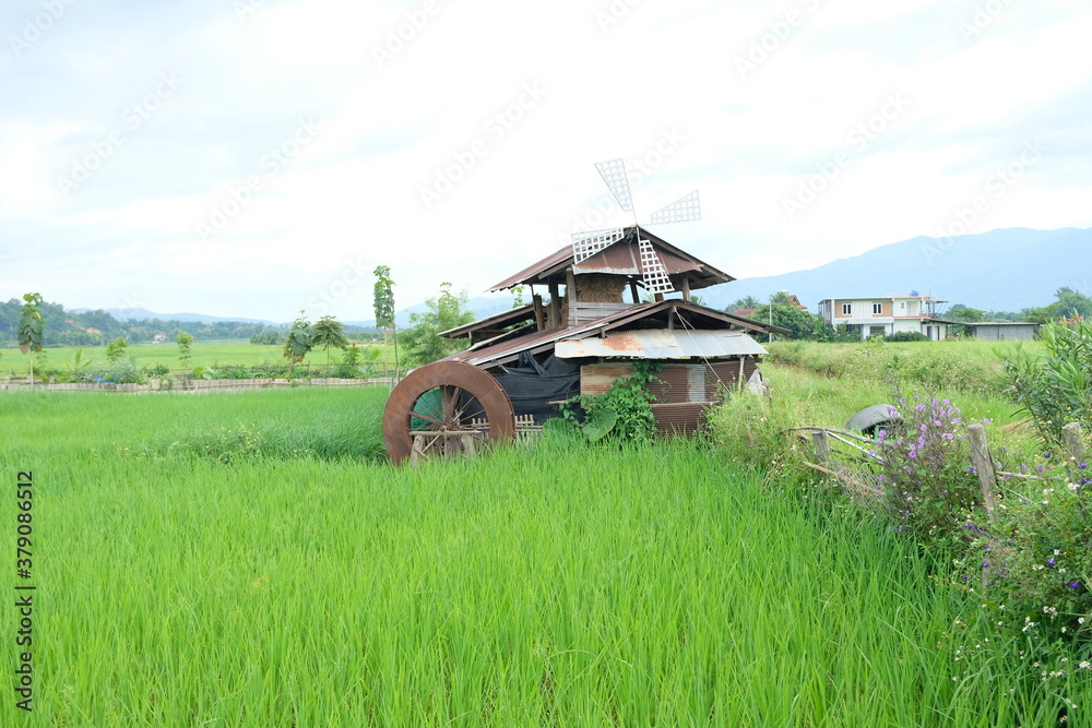 Obraz premium landscape with rice fields in nature background