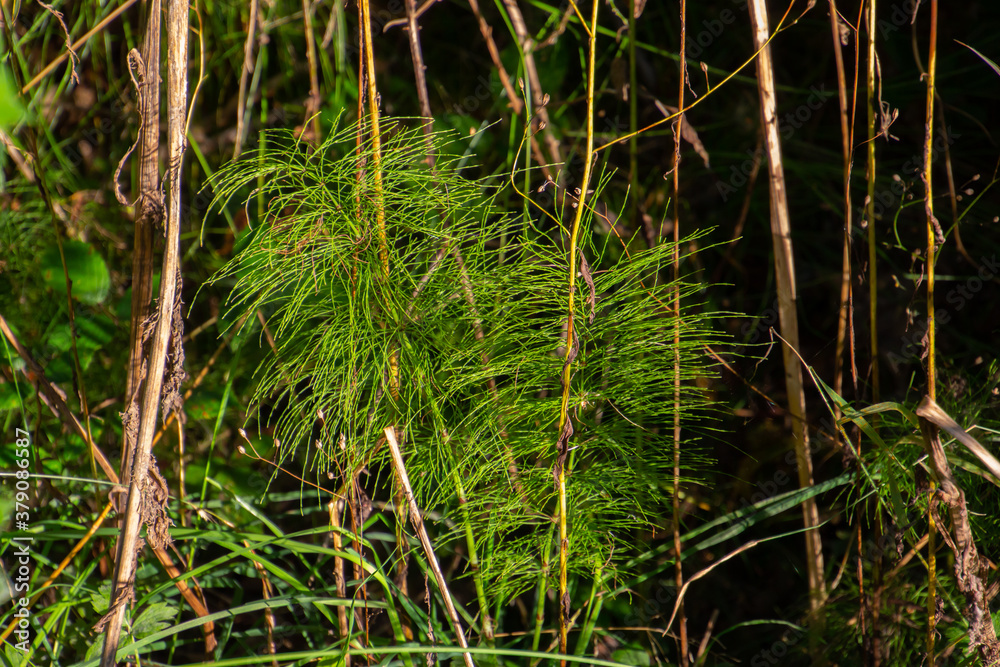 Fototapeta premium Wood horsetail in the forest, also called Equisetum sylvaticum or Wald Schachtelhalm