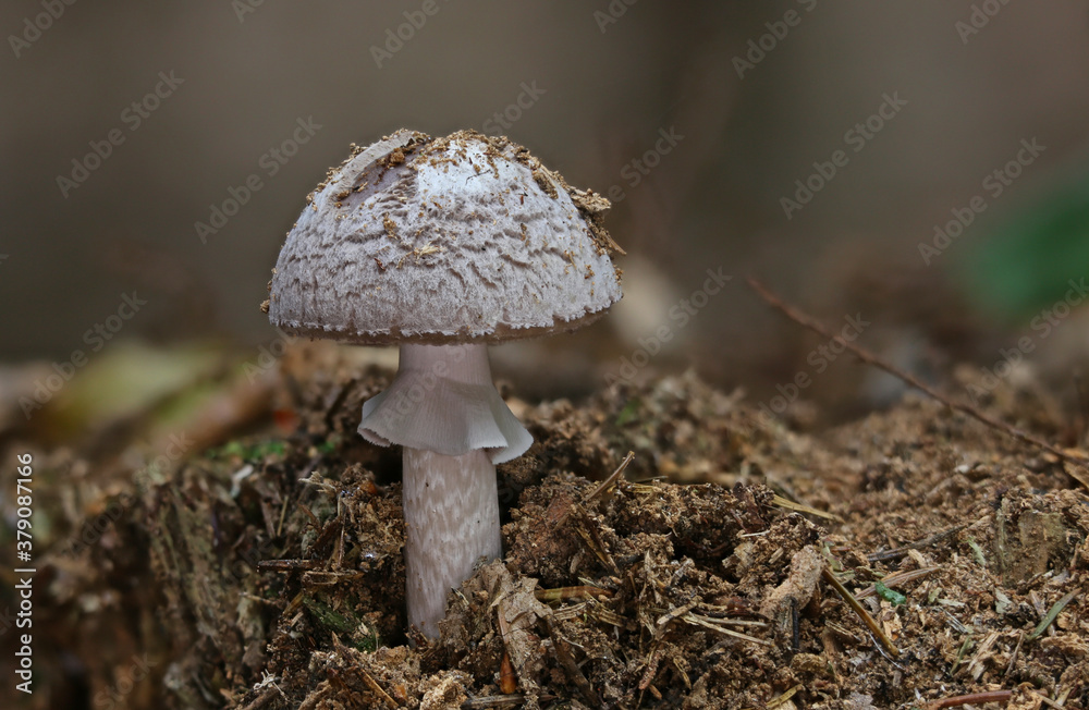 Autumn mushrooms close up Autumn mushrooms close up