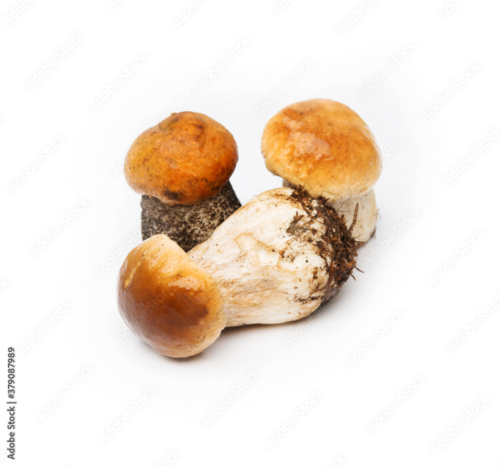 Forest autumn mushrooms isolated on a white background Forest autumn mushrooms isolated on a white background