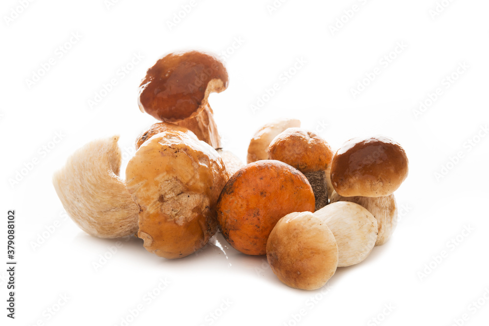 Forest autumn mushrooms isolated on a white background Forest autumn mushrooms isolated on a white background