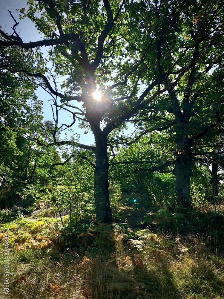 Fototapeta premium Swedish nature