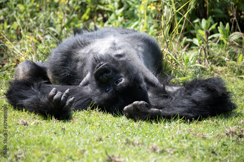 Obraz premium A Silverback Gorilla (Gorilla beringei beringei) - Rwanda.