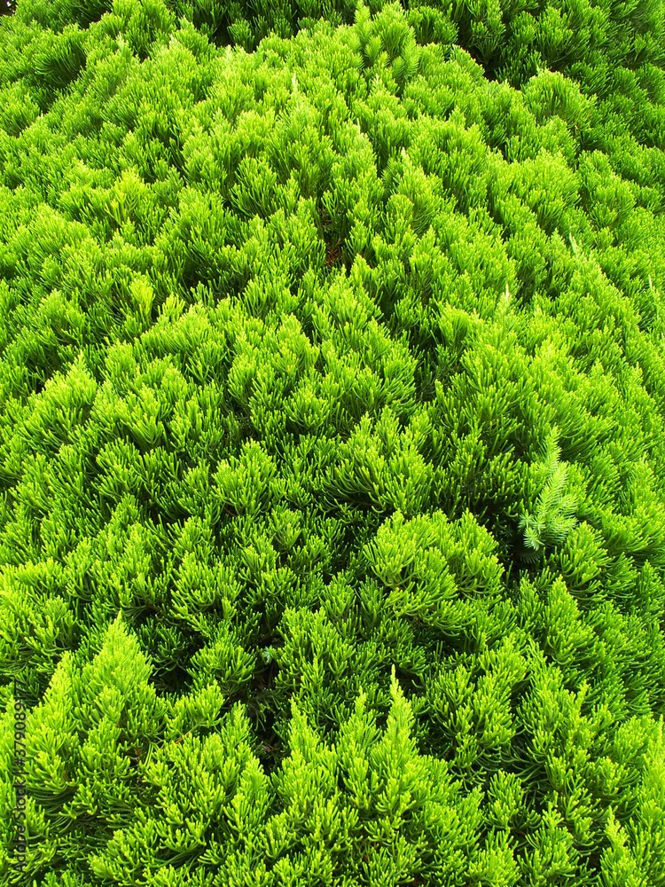 Fototapeta premium 秋のコニファー