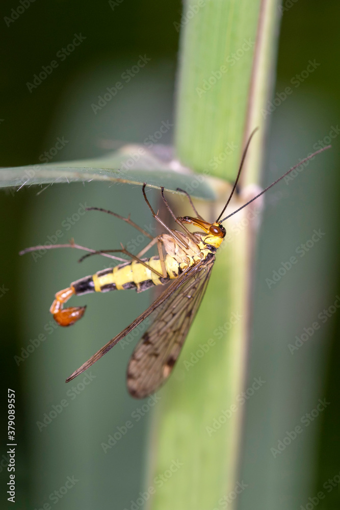 Common scorpionfly - Panorpa communis - male Common scorpionfly - Panorpa communis - male