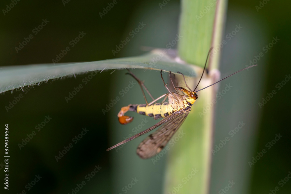 Common scorpionfly - Panorpa communis - male Common scorpionfly - Panorpa communis - male