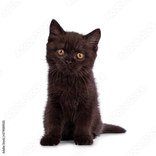 Cute chocolate British Shorthair cat kitten, sitting up facing front. Looking towards camera with orange eyes. Isolated on white background.