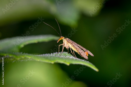 Common scorpionfly - Panorpa communis - male photo