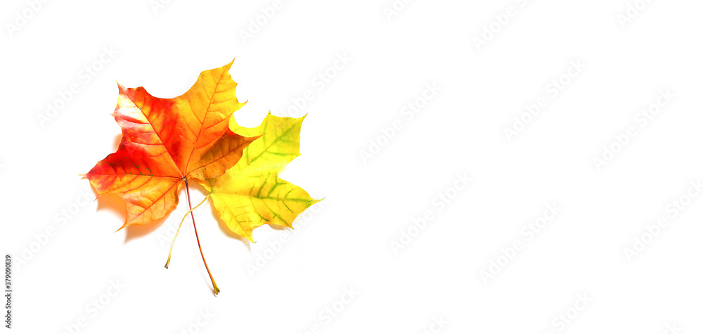 Colorful autumn maple leaves on white background Colorful autumn maple leaves on white background