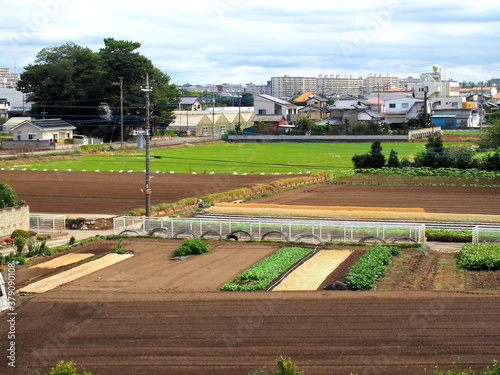 江戸川土手の上から見る秋の野菜畑風景