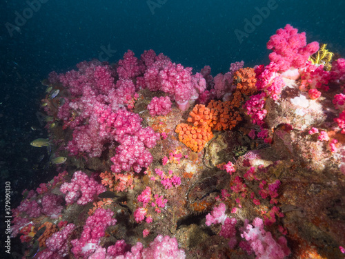 Fototapeta Naklejka Na Ścianę i Meble -  Pink soft corals in Mergui archipelago, Myanmar