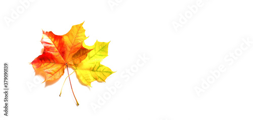 Colorful autumn maple leaves on white background