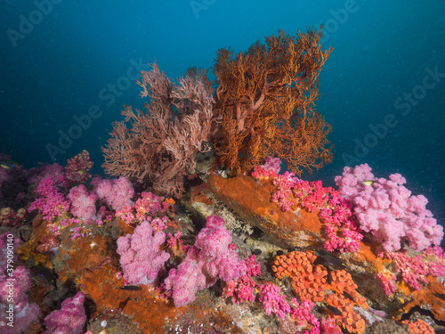 Coral formation in Mergui archipelago, Myanmar