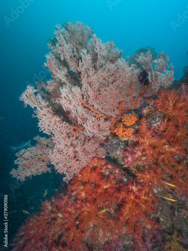 Soft corals in Mergui archipelago, Myanmar