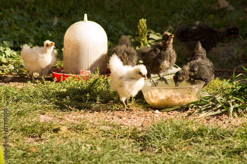 young chicks eating in the garden in summer