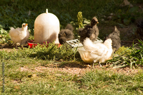 young chicks eating in the garden in summer