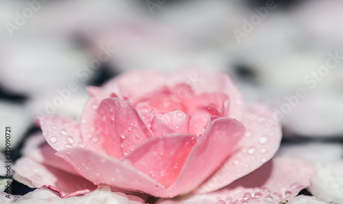 Pink rose flowers and white petals with drops and blur light background. Aromatherapy and spa concept