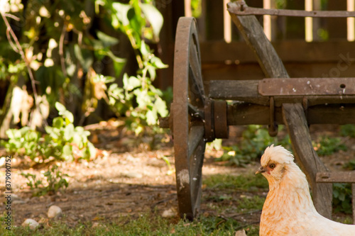 white chicken in front of a wooden wagon looks into the camera