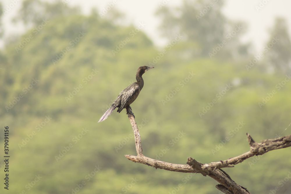 Fototapeta premium bird