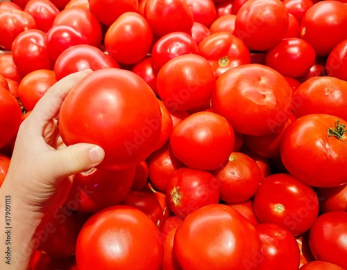 child's hand picks a tomato.