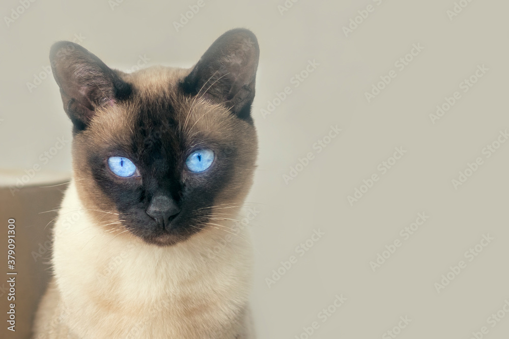 Pet adoption concept: siamese cat sitting in front of carton paper box , sand color background, poor glance, blue eyes