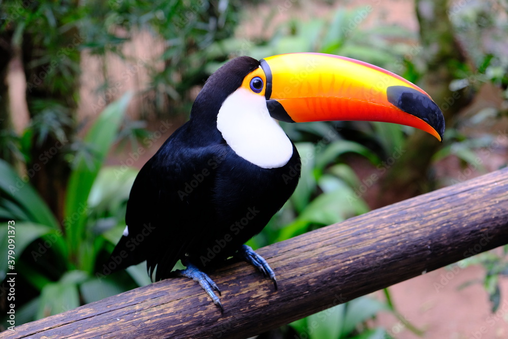 Brazil Foz do Iguacu - Zoo - Parque das Aves Toco toucan (Ramphastos toco) Brazil Foz do Iguacu - Zoo - Parque das Aves Toco toucan (Ramphastos toco)